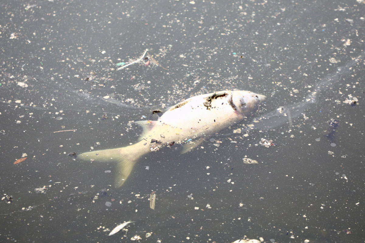 Hà Nội: Cá lại chết hàng loạt ở hồ Hoàng Cầu do sốc nhiệt - Hình 2 Ha Noi: Ca lai chet hang loat o ho Hoang Cau do soc nhiet-Hinh-2