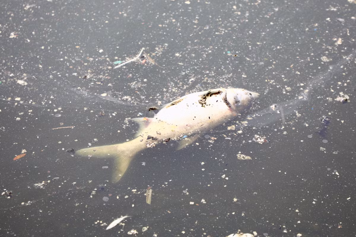 Ha Noi: Ca lai chet hang loat o ho Hoang Cau do soc nhiet-Hinh-2