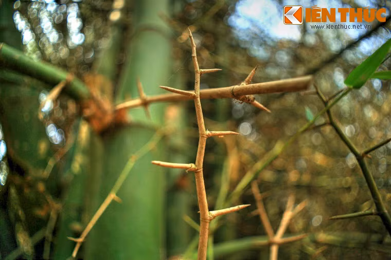 Có loài thân mọc thẳng tuột từ dưới lên nhưng cũng có loài chằng chịt cành nhánh và đầy gai góc.