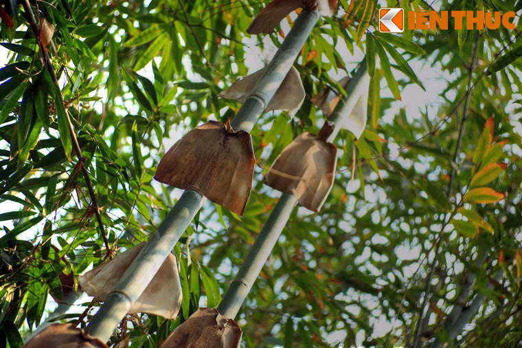 Mục đích chính của việc xây dựng bảo tàng tre là nhằm bảo tồn sự đa dạng sinh học của cây tre Việt...