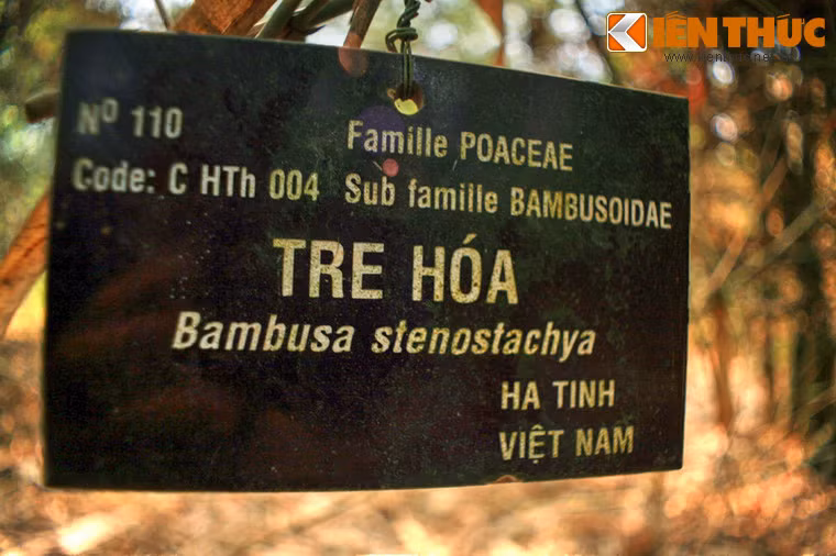 Có thể bắt gặp ở đây các loài cây họ tre có tên gọi quen thuộc như tre, trúc, nứa, vầu, mây, luồng, lồ ô...