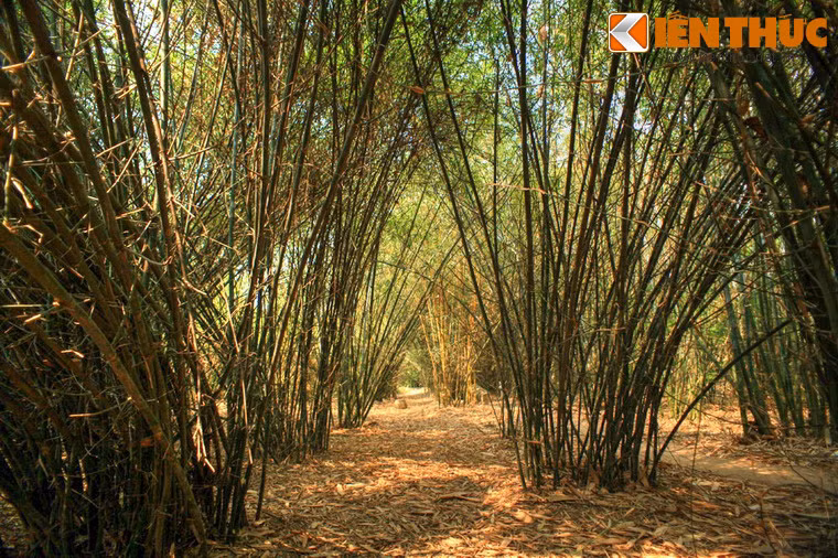 Tọa lạc trên diện tích diện tích 10ha, đây là một khu vườn quy tụ hơn 200 mẫu tre sống, được thu thập từ nhiều vùng khác nhau từ Bắc đến Nam của Việt Nam.