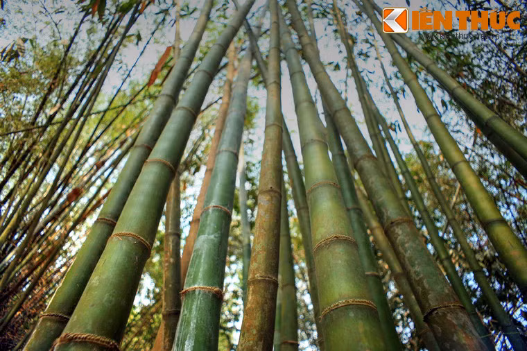 Đây là bộ sưu tập lớn nhất và gần như đầy đủ các loại tre của Việt Nam.