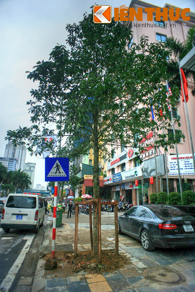 Trước đó bốn cây này vẫn chỉ là những "cọc gỗ" trơ trụi, giống như hàng chục cây vừa được trồng mới trên tuyến phố.