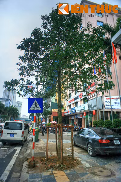 Trước đó bốn cây này vẫn chỉ là những "cọc gỗ" trơ trụi, giống như hàng chục cây vừa được trồng mới trên tuyến phố.