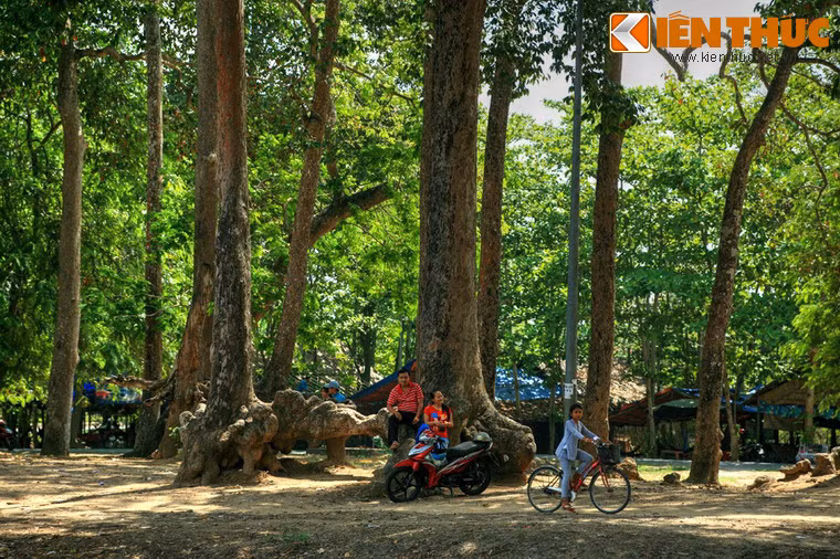 Mật độ cây dày đặc với độ che phủ cao khiến ít ai có thể hình dung đây lại là một địa điểm nằm trong thành phố.