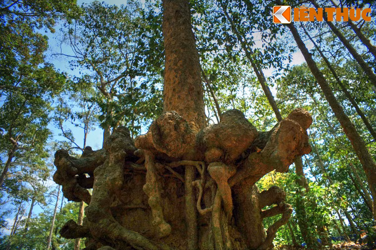 Phần lớn các cây cố thụ ở nơi đây là cây sao, cây dầu, nhiều cây đã có tuổi đời hàng thế kỷ.