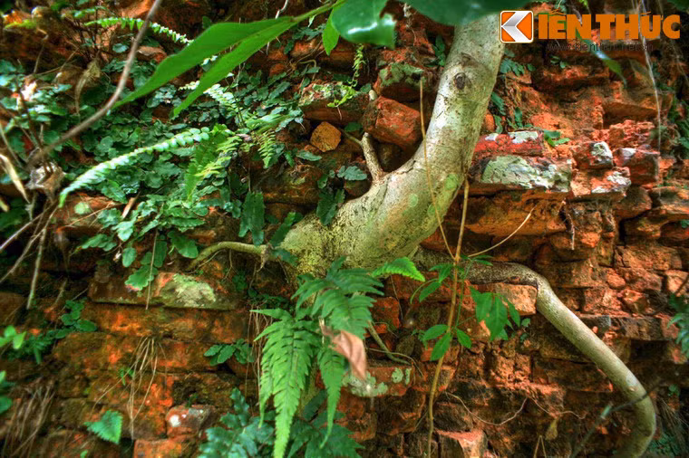 Nhiều gốc cây đã ăn sâu vào vách tường của tháp, trở thành nguy cơ lớn khi tăng trưởng về kích cỡ và trọng lượng theo thời gian.