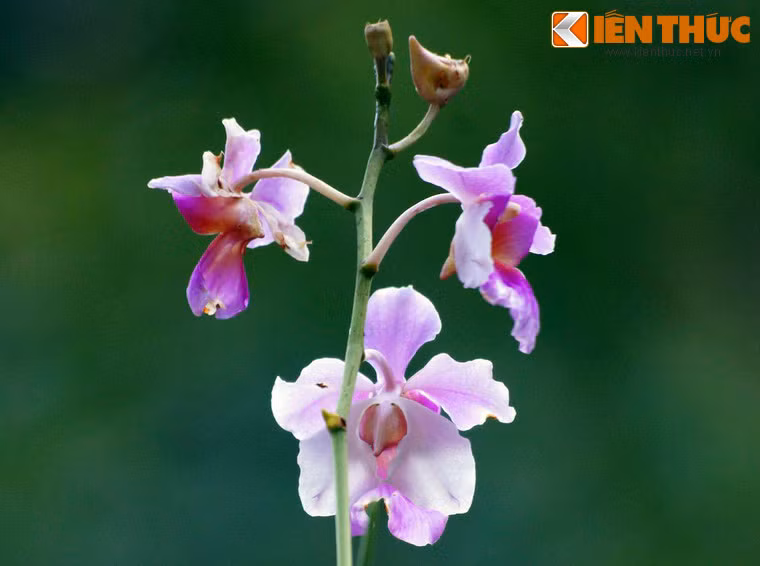 Loài hoa được quan tâm nhất ở nơi đây là hoa lan Vanda 'Miss Joaquim' , còn gọi là phong lan Singapore (trong ảnh). Đây là một loài hoa đặc hữu, được công nhận là quốc hoa của Singapore.