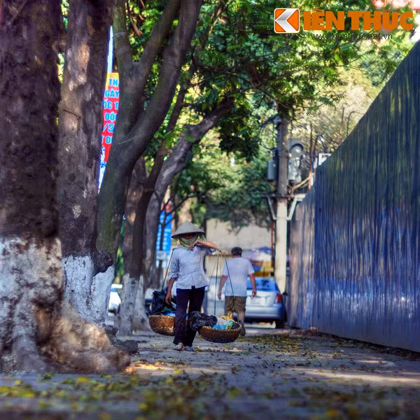 Bên cạnh hai cái tên chính thức trên, người Hà Nội còn gọi con phố này với một cái tên bình dị là “phố cây Sấu”.