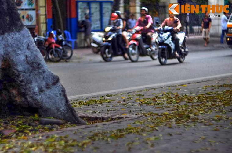 Nhiều cây sấu ở nơi đây được trồng từ thời Pháp thuộc, có tuổi đời lên đến 80 - 90 năm.