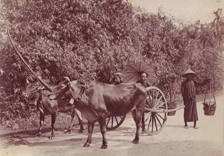 Xe bò kéo ở vùng nông thôn của Sài Gòn.