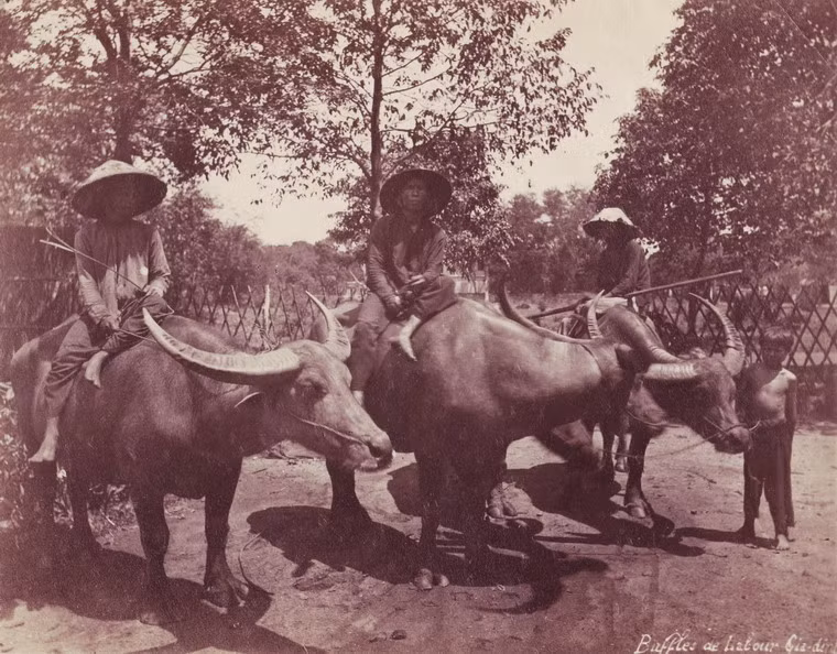 Người nông dân và những chú trâu.