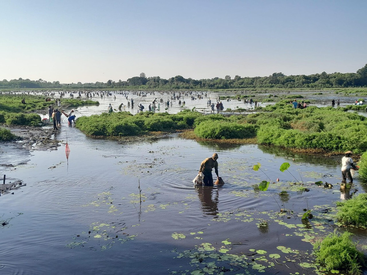 Người dân ở Trà Lộc cho rằng, trằm là do trời đất ban tặng. Do vậy, sau một năm làm lụng vất vả, bà con nông dân được “phá trằm”, mang chút phước lộc của trời đất về cho mình, để được may mắn trong năm. Ảnh: Hàng trăm người hăng say bắt cá.