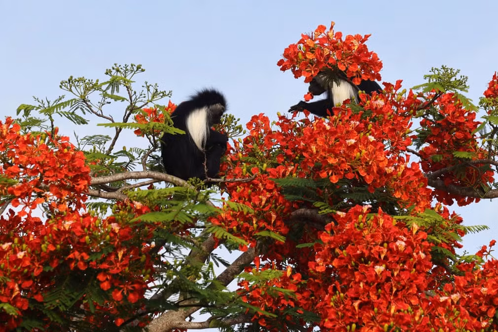 Khỉ áo ăn hoa phương tại thành phố Diani Beach, Kenya (Nguồn Guardian)