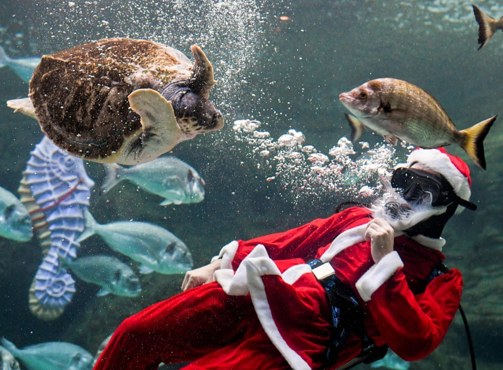 Thợ lặn hóa trang thành ông già Noel bơi cùng rùa biển trong công viên hải dương Heraklion trên đảo Crete, Hi Lạp. (Nguồn Guardian)