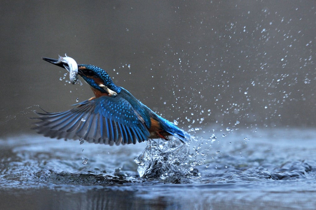 Chim bói cá bắt mồi dưới hồ nước ở thành phố Tiszaalpár, Hungary. (Nguồn Guardian)