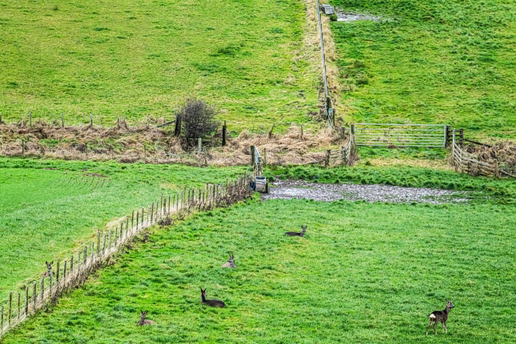 Đàn hoẵng hoang dã kiếm ăn trên một trang trại tại ngôi làng Oxnam, Anh. (Nguồn Guardian)
