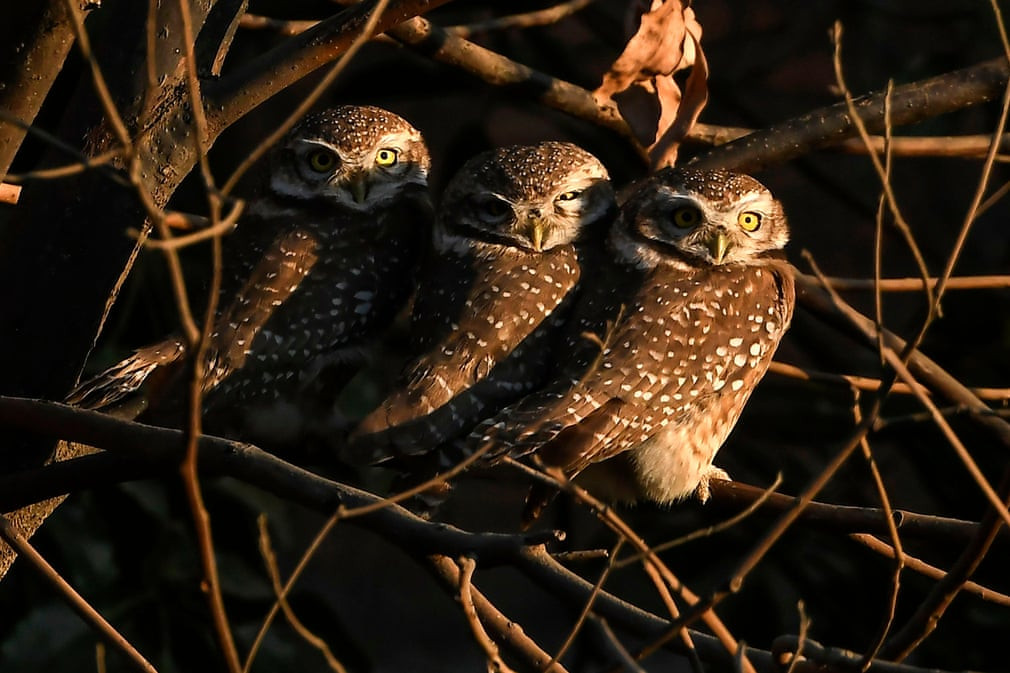 Cú đốm đậu trên cây ở thành phố Kathmandu, Nepal. (Nguồn Guardian)