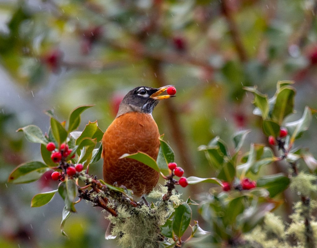 Chim robin ăn trái mọng trên cây ở thành phố Elkton, bang Oregon, Mỹ. (Nguồn Guardian)