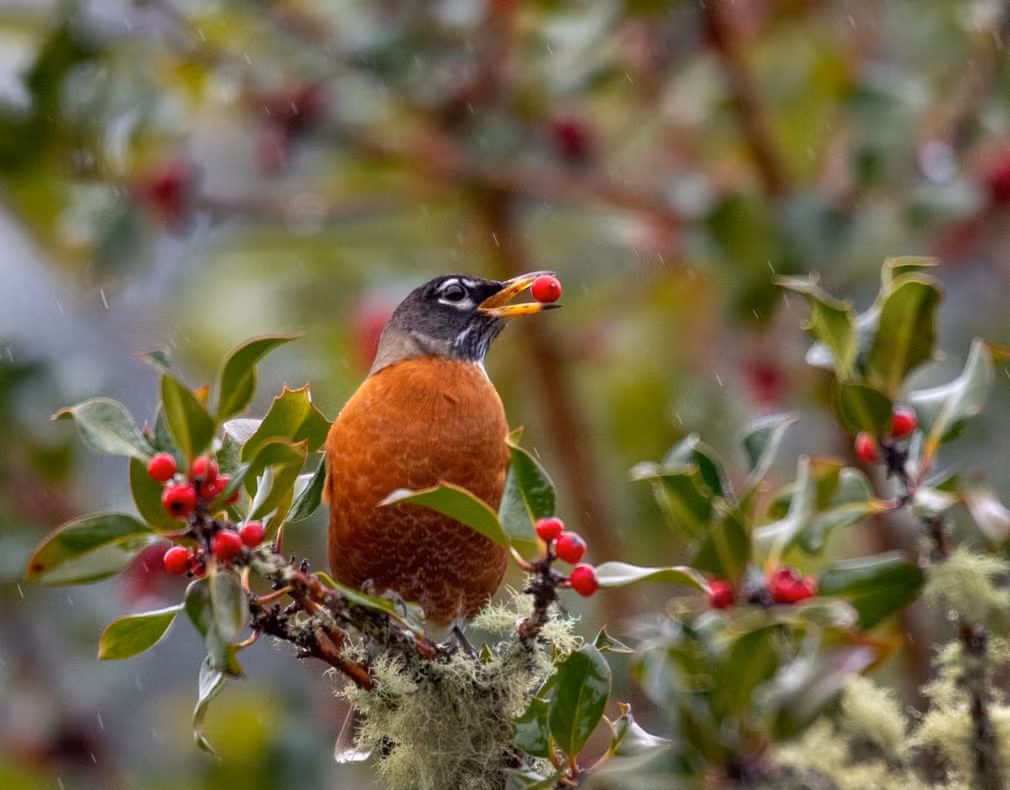 Chim robin ăn trái mọng trên cây ở thành phố Elkton, bang Oregon, Mỹ. (Nguồn Guardian)