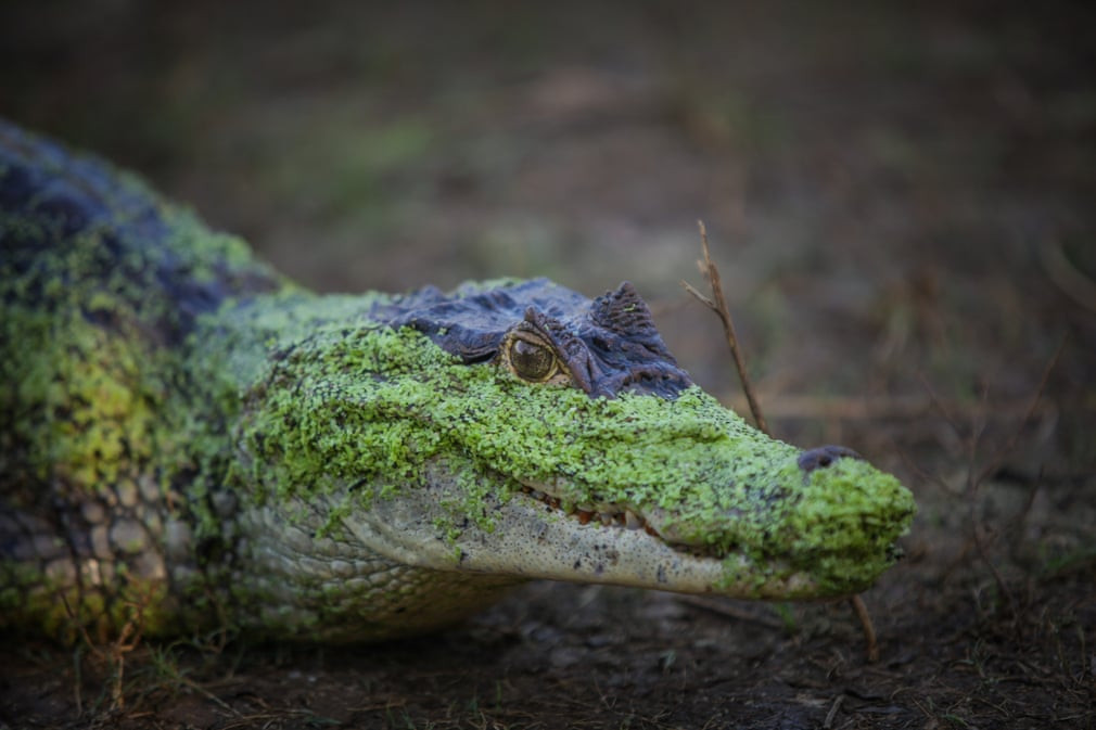 Cá sấu nằm nghỉ ngơi trên bờ tại đảo San Andrés, Colombia. (Nguồn Guardian)