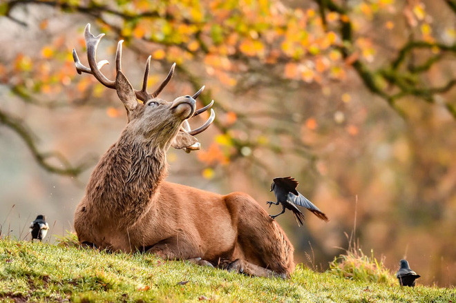 Quạ ăn bọ trên lưng hươu trong công viên ở thành phố Bristol, Anh. (Nguồn Guardian)