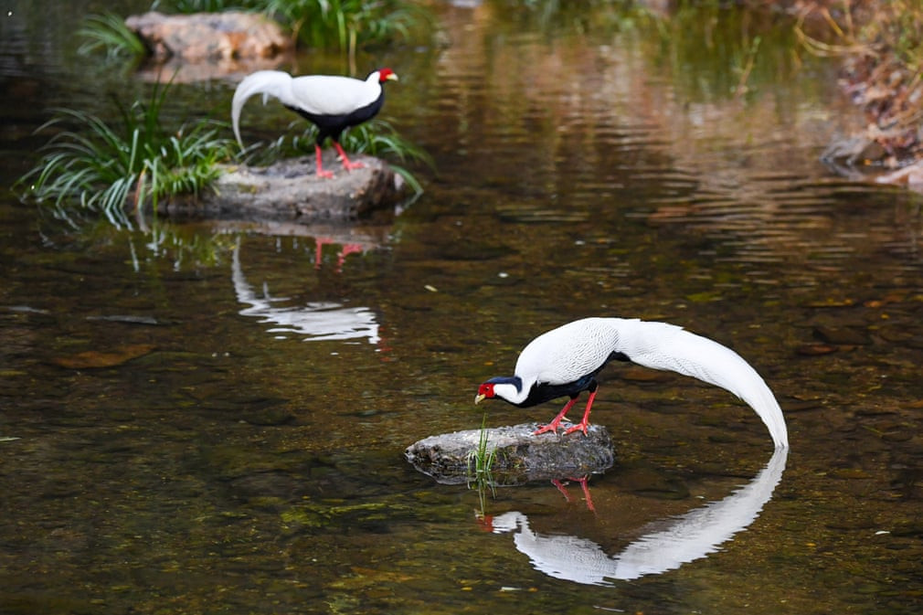 Cặp gà lôi trắng nghỉ ngơi cạnh thác nước ở tỉnh Phúc Kiến, Trung Quốc. (Nguồn Guardian)
