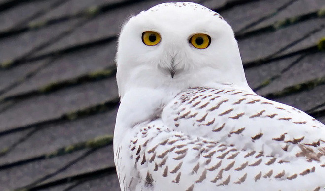 Chim cú tuyết đậu trên mái nhà ở thành phố Seattle, bang Washington, Mỹ. (Nguồn Guardian)