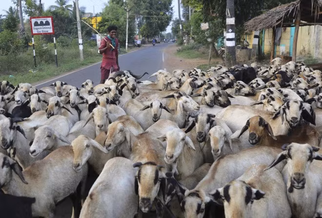 Người đàn ông chăn cừu và dê trên đường gần ngôi làng Thulasendrapuram ở Chennai, Ấn Độ. (Nguồn Guardian)