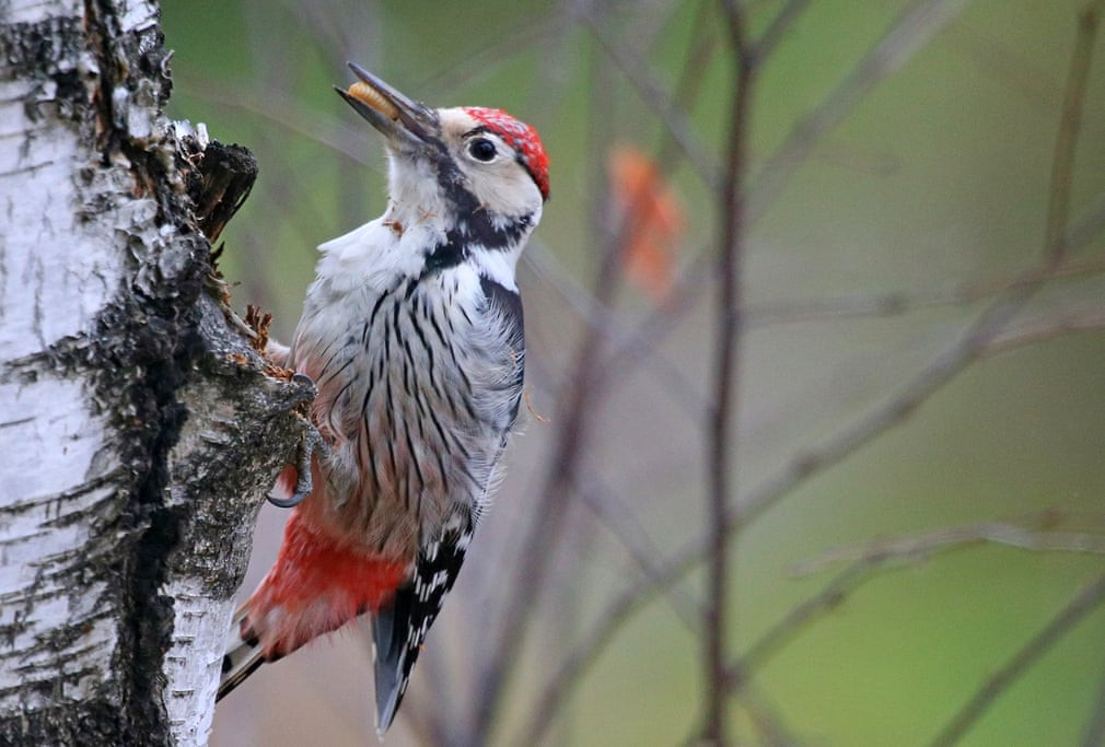 Chim gõ kiếm kiếm ăn tại vùng Ivanovo, Nga. (Nguồn Guardian)