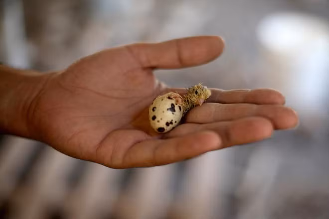 Người đàn ông Palestine nâng niu chim cút đang nở tại một trang trại ở Khan Younis, Dải Gaza. (Nguồn Guardian)