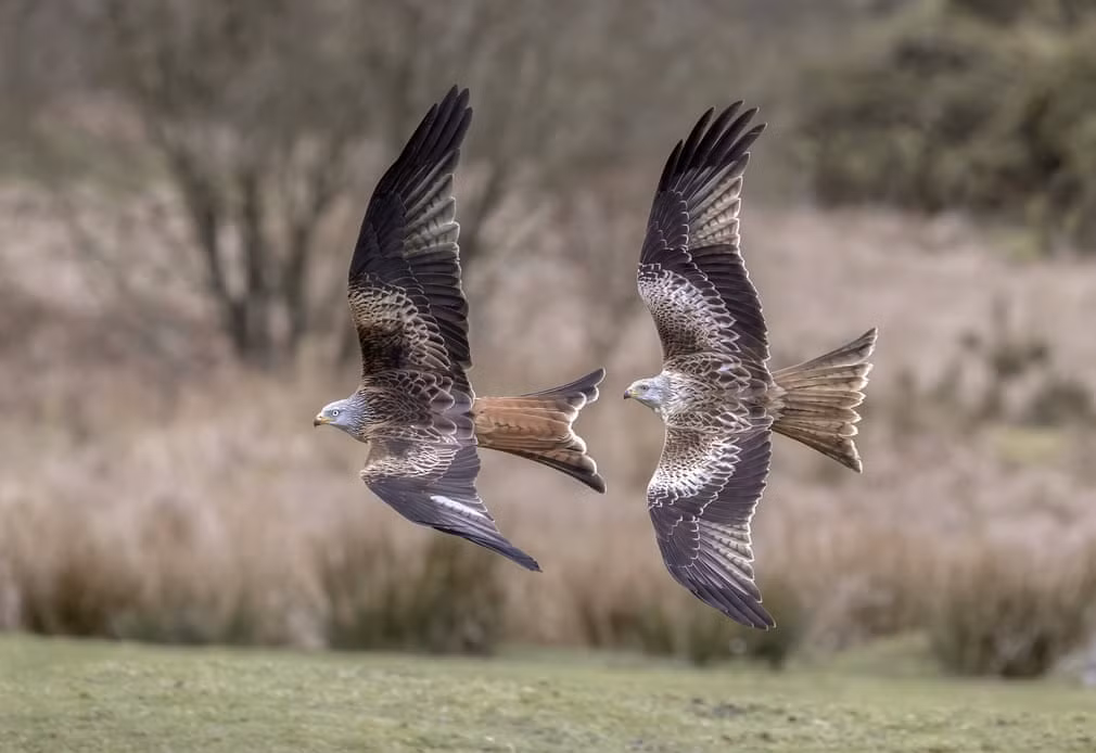 Chim diều đỏ bay trên bầu trời ở gần thị trấn Galloway, Scotland. (Nguồn Guardian)
