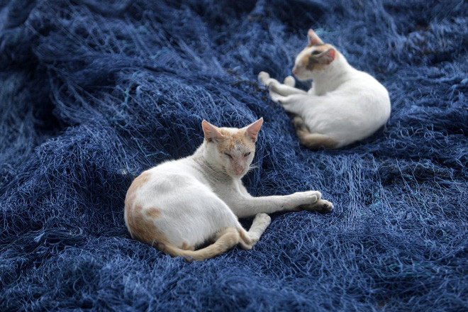 Mèo nằm trên lưới đánh cá ở Banda Aceh, Indonesia. (Nguồn Guardian)