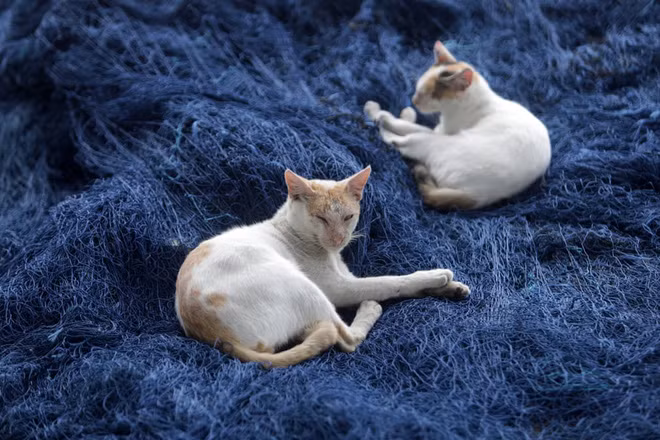 Mèo nằm trên lưới đánh cá ở Banda Aceh, Indonesia. (Nguồn Guardian)