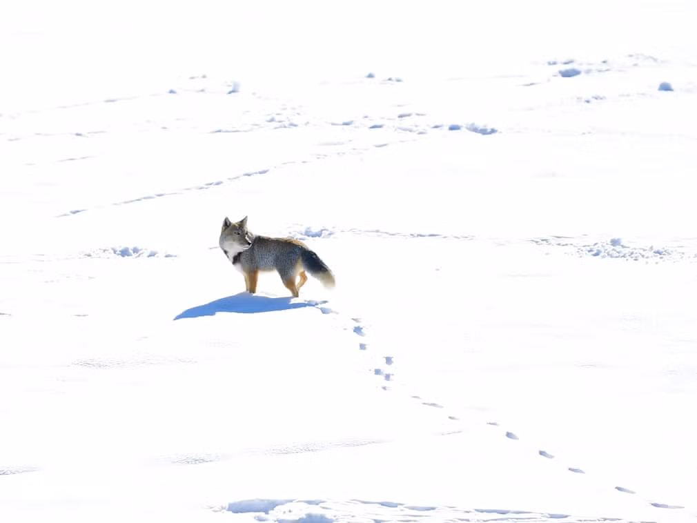 Cáo Tây Tạng đi trên tuyết trắng tại tỉnh Thanh Hải, Trung Quốc. (Nguồn Guardian)