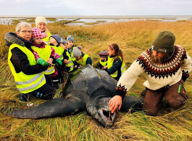 Trẻ em đứng xung quanh rùa biển khổng lồ được tìm thấy trên bờ biển ở Jutland, Đan Mạch. (Nguồn Guardian)