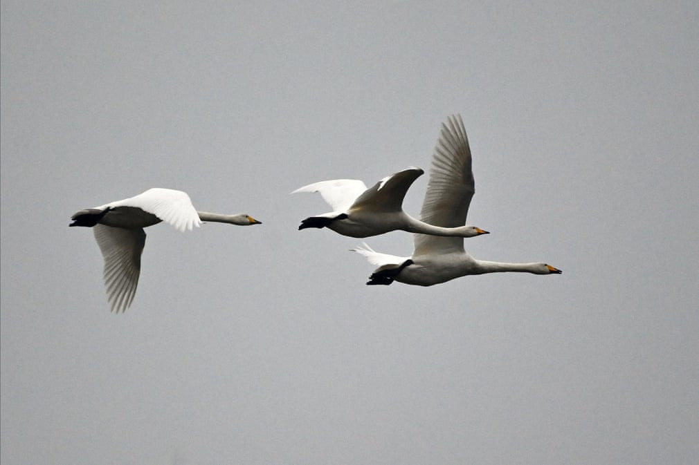 Đàn thiên nga di cư bay trong khu bảo tồn thiên nhiên Loch Leven ở Kinross, Scotland. (Nguồn Guardian)
