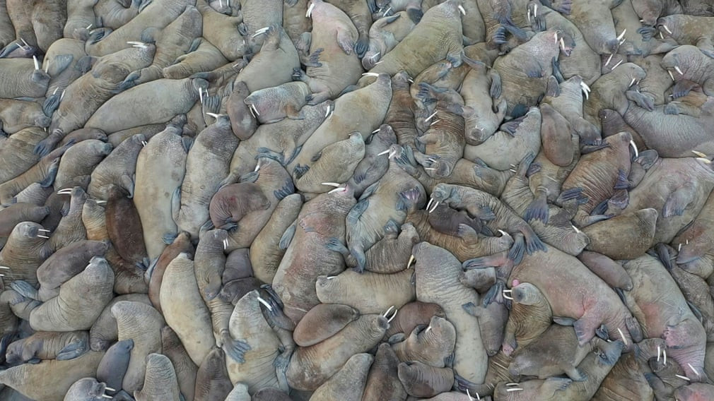 Hải tượng nằm nghỉ la liệt trên bãi biển tại bán đảo Yamal, Nga. (Nguồn Guardian)