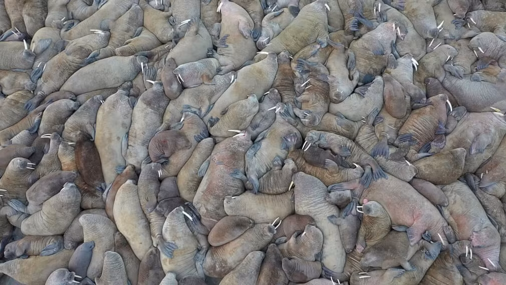 Hải tượng nằm nghỉ la liệt trên bãi biển tại bán đảo Yamal, Nga. (Nguồn Guardian)