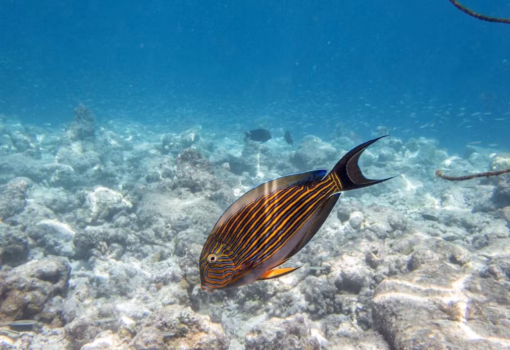 Cá đuôi gai bơi trên rạn san hô ngoài khơi đảo Embudu gần Male, Maldives (Nguồn Guardian)
