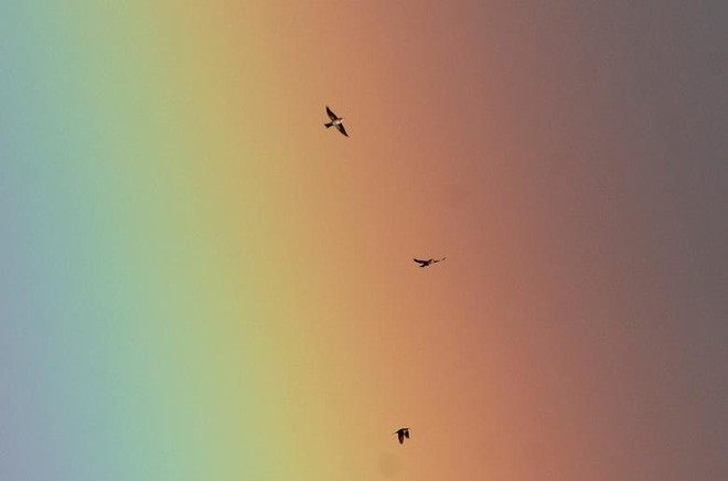 Chim bay trên nền trời màu cầu vồng ở Harpenden, Anh. (Nguồn Guardian)
