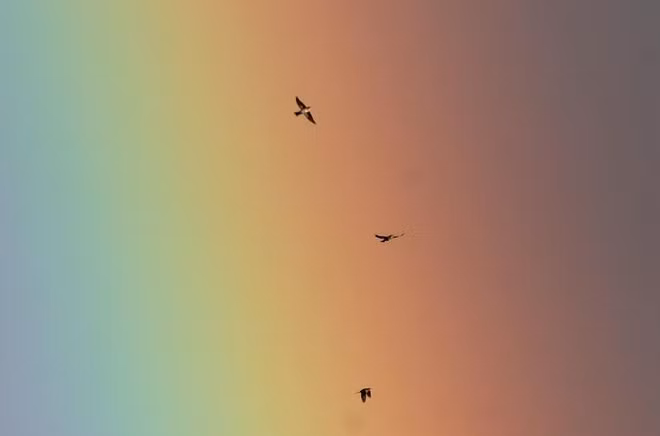 Chim bay trên nền trời màu cầu vồng ở Harpenden, Anh. (Nguồn Guardian)