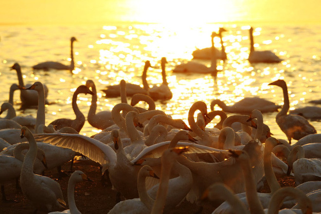 Thiên nga từ vùng Siberia ở Nga di cư tới một công viên ở thành phố Tam Môn Hiệp, tỉnh Hà Nam, Trung Quốc. (Nguồn Guardian)