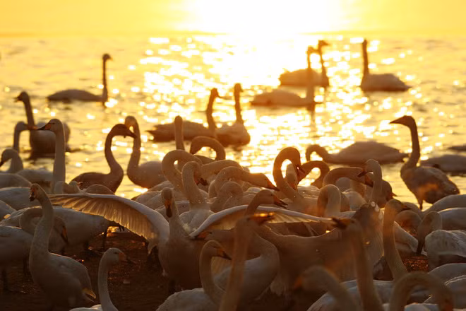 Thiên nga từ vùng Siberia ở Nga di cư tới một công viên ở thành phố Tam Môn Hiệp, tỉnh Hà Nam, Trung Quốc. (Nguồn Guardian)