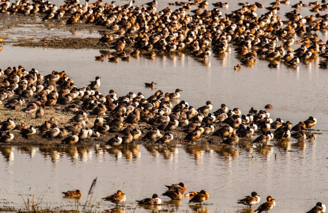 Chim di cư nghỉ ngơi trong khu bảo tồn thiên nhiên Pobitora ở ngoại ô thành phố Gauhati, Ấn Độ. (Nguồn Guardian)