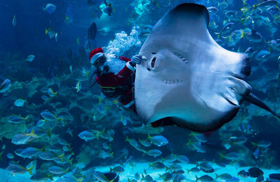 Thợ lặn mặc trang phục ông già Noel bơi cùng đàn cá trong công viên hải dương Aquaria KLCC ở thành phố Kuala Lumpur, Malaysia. (Nguồn Guardian)