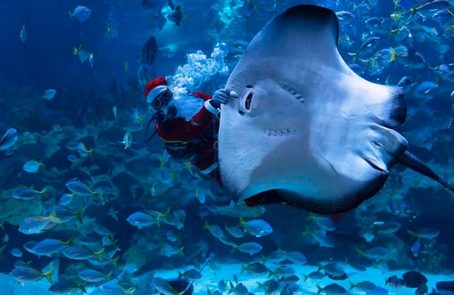 Thợ lặn mặc trang phục ông già Noel bơi cùng đàn cá trong công viên hải dương Aquaria KLCC ở thành phố Kuala Lumpur, Malaysia. (Nguồn Guardian)
