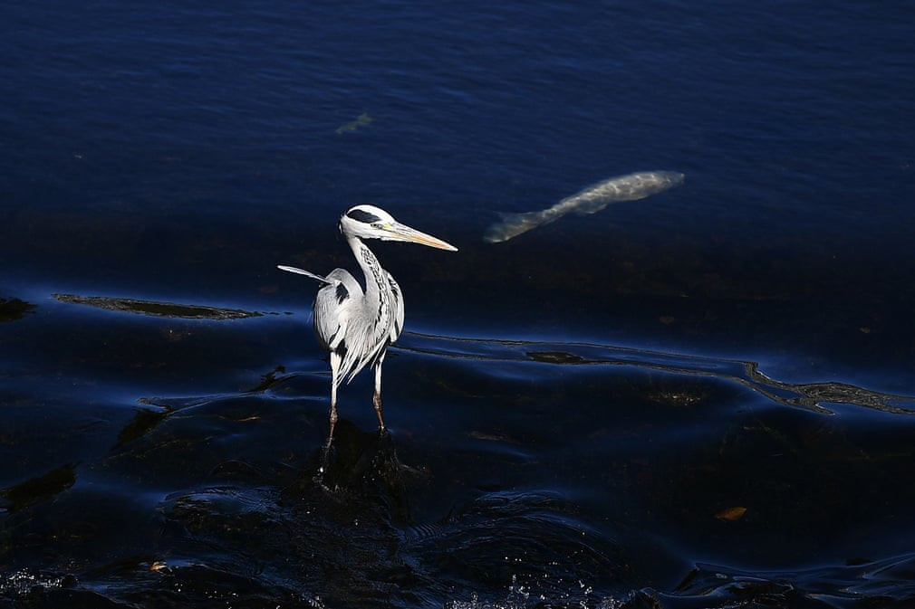 Chim diệc tìm kiếm cá dưới sông ở Kumamoto, Nhật Bản. (Nguồn Guardian)