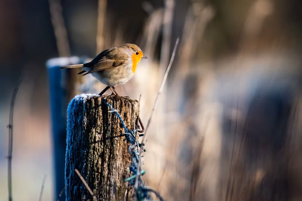 Chim sẻ nghỉ ngơi trên cột hàng rào phủ đầy tuyết ở thành phố Frankfurt am Main, Đức. (Nguồn Guardian)